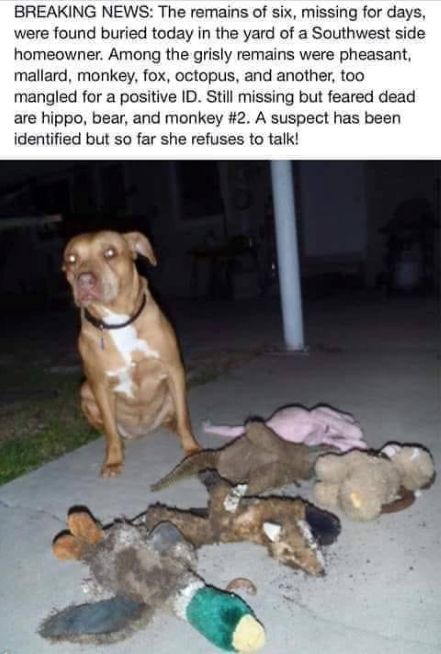 dog kills toys.jpg